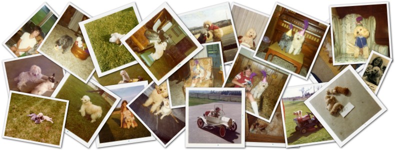 a collage of photos of my dog Carmel and her family and friends