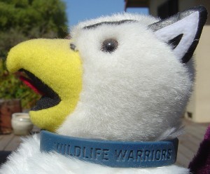 my stuffed Reed College griffin mascot wearing a 'Wildlife Warriors' wristband as a collar